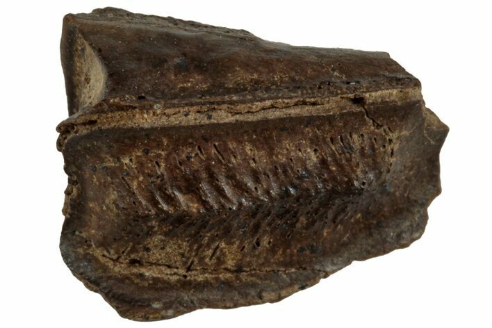 Fossil Hadrosaur (Edmontosaurus) Partial Tooth Root - Wyoming #312563